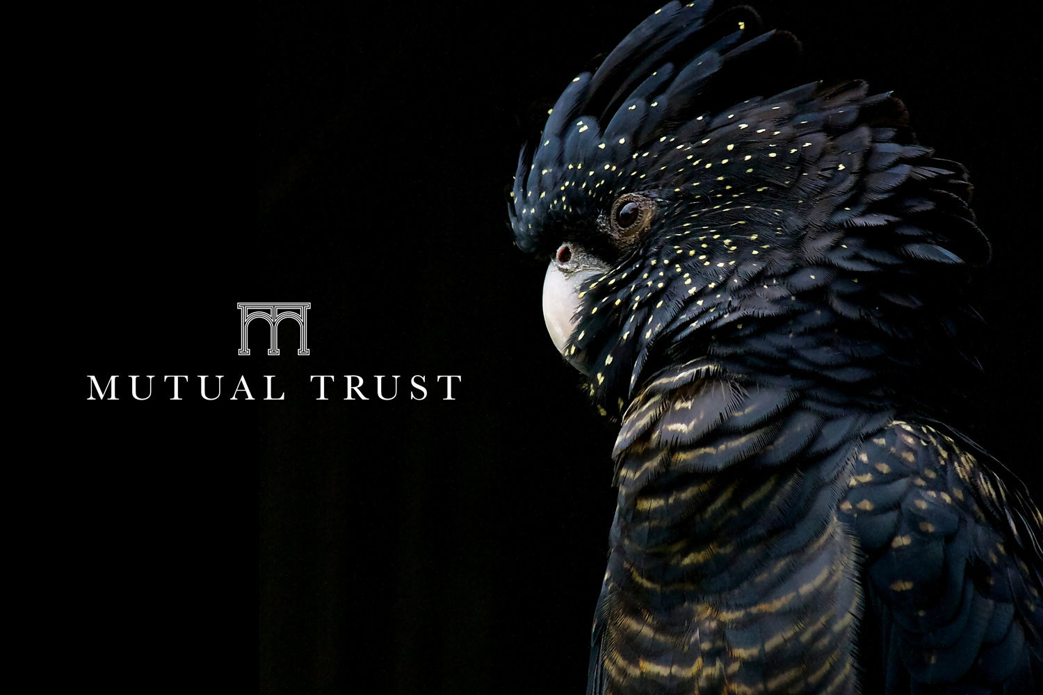 Mutual Trust featured image